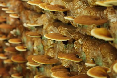 Reishi mantar 