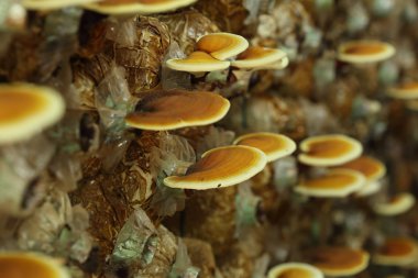 Reishi mantar 