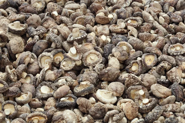 Champiñones shiitake secos —  Fotos de Stock