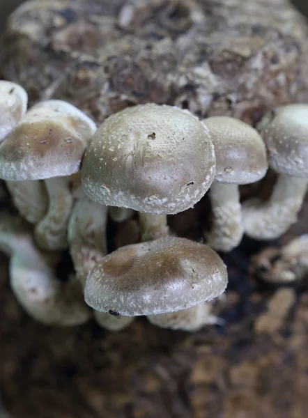 Shiitake champignons — Stockfoto