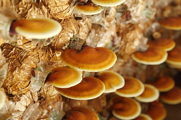 Lingzhi paddestoelen — Stockfoto