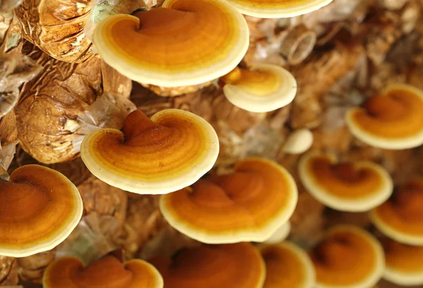 Lingzhi mushrooms — Stock Photo, Image