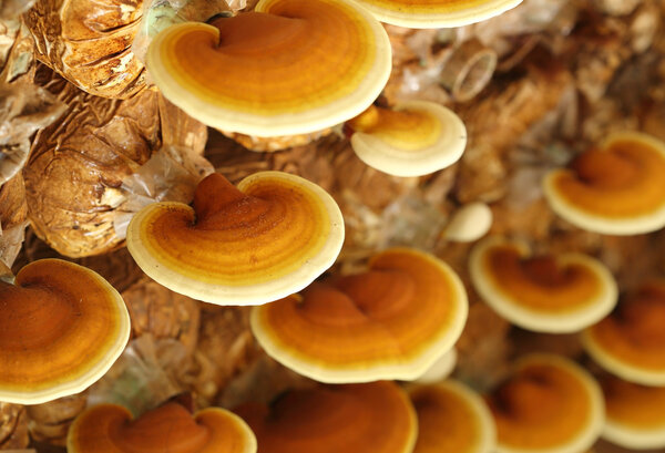 Lingzhi mushrooms 