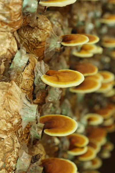 Lingzhi paddestoelen — Stockfoto