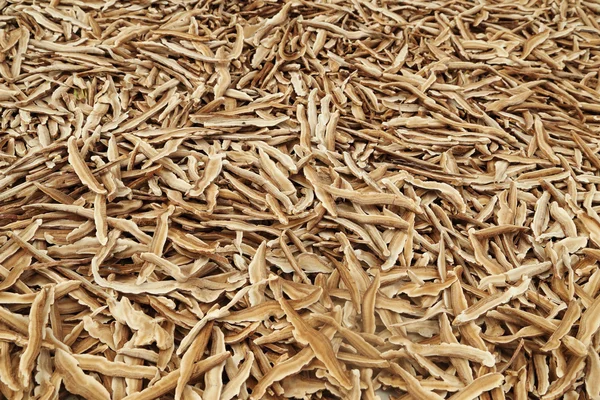 Dried Lingzhi mushroom — Stock Photo, Image