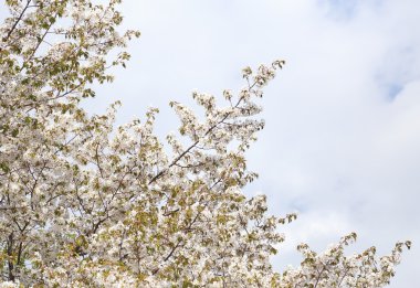 Beyaz Sakura çiçek