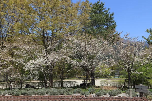 White sakura tree — Stock Photo, Image