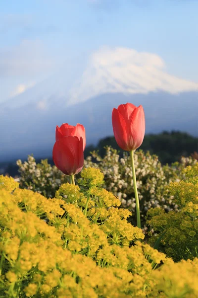 Tulipán con fondo de monte Fuji — Foto de Stock