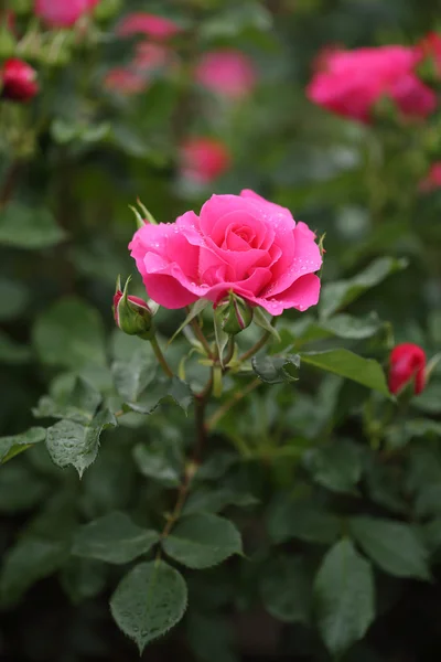 Rosa rosa flor planta — Fotografia de Stock