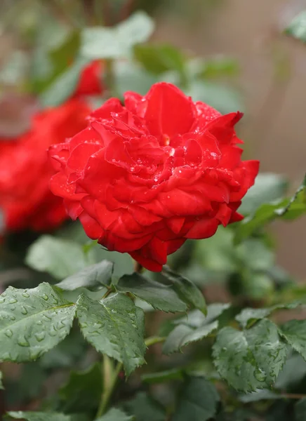 Rosa vermelha flor planta — Fotografia de Stock