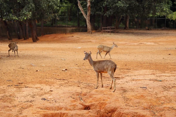 Deer standing — Stock Photo, Image