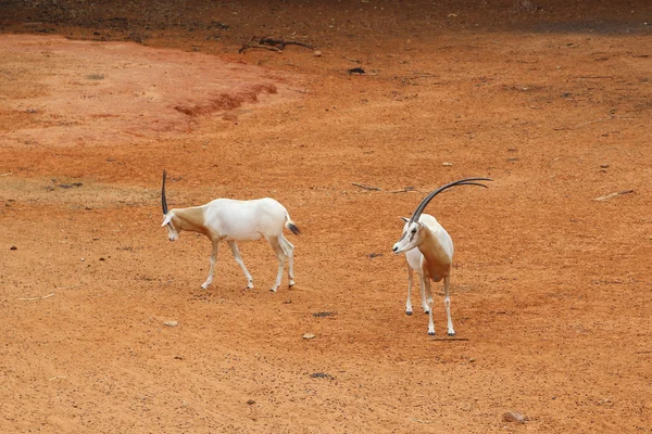 Thomsons gazelle steht — Stockfoto