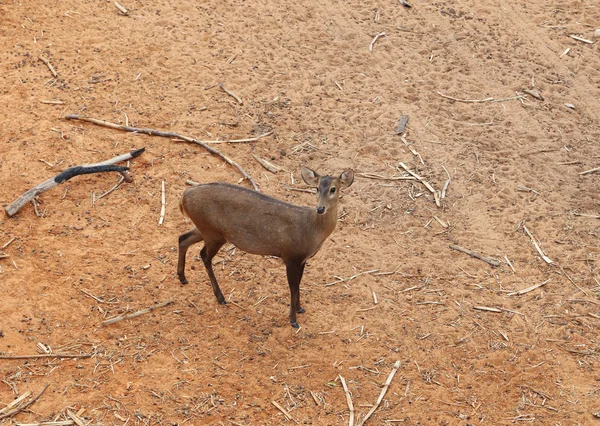 Deer standing — Stock Photo, Image