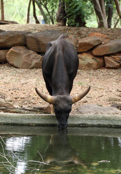 Buffalo eating water — Stock Photo, Image