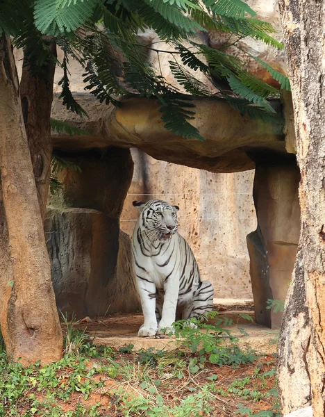 Großer weißer Tiger ruht — Stockfoto