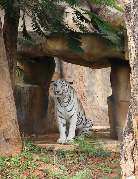 Большой белый тигр отдыхает — стоковое фото