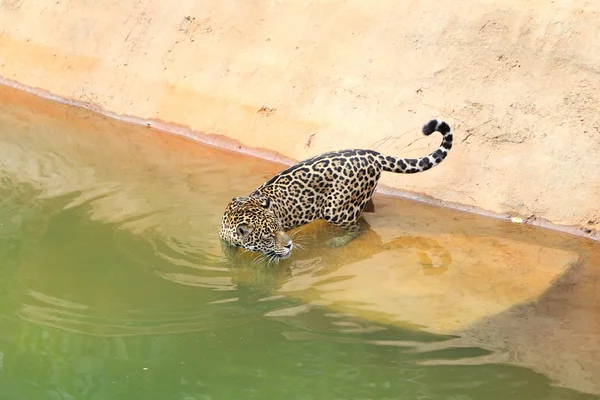 Ягуарный тигр отдыхает и плавает — стоковое фото