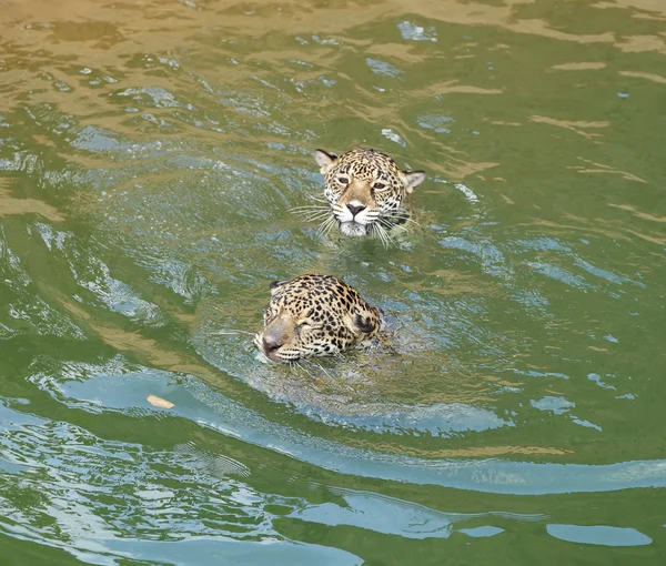 Jaguar tigre gato descanso y natación —  Fotos de Stock