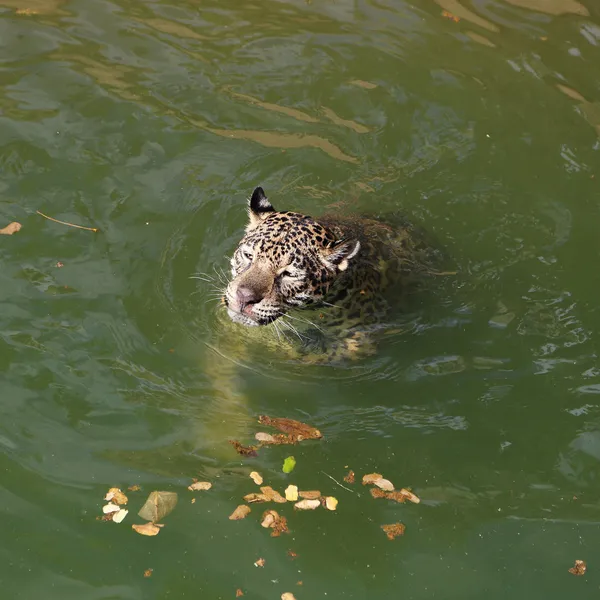 Jaguar tigre gato descanso y natación —  Fotos de Stock