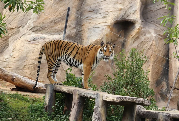 Tigru bengalez — Fotografie, imagine de stoc