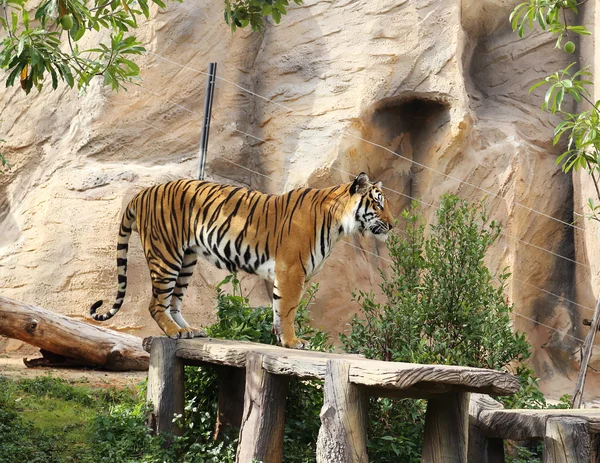 Tigre de Bengala —  Fotos de Stock