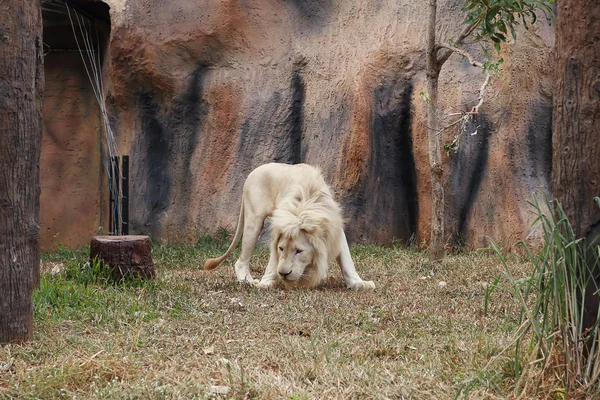 White lion resting — Stock Photo, Image