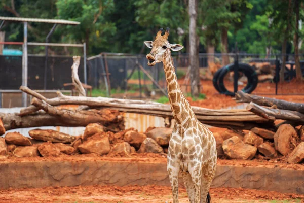 Żyrafa Giraffa Camelopardalis Stojąc Ziemi — Zdjęcie stockowe