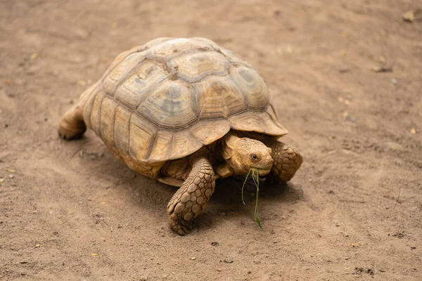 Tartaruga Africana Geochelone Sulcata Descansando Jardim — Fotografia de Stock