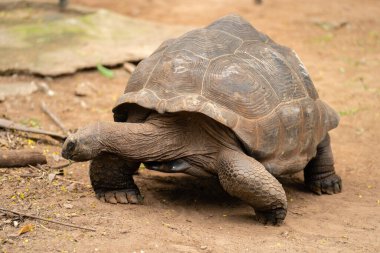 Afrika Mahmuzlu Kaplumbağası (Geochelone sulcata) içinde belgili tanımlık bahçe dinlenme
