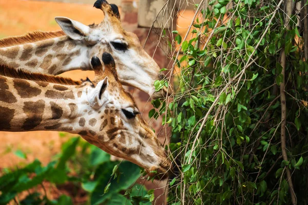 Gros Plan Jeunes Girafes Mangeant Des Feuilles — Photo
