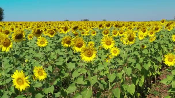 Bunga Matahari Lapangan Dengan Angin Bertiup — Stok Video