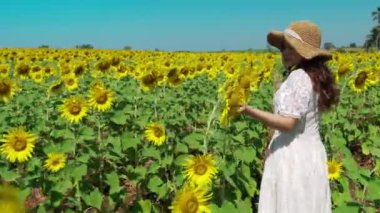 Neşeli kadın yürüyor ve ayçiçeği tarlasıyla eğleniyor.