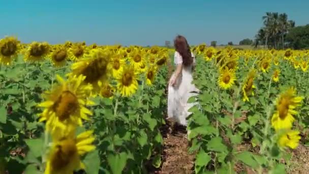 Mulher Alegre Andando Desfrutando Com Campo Girassol — Vídeo de Stock