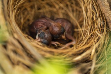 close up baby bird resting in a nest on a tree branch
