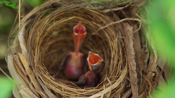 Close Baby Bird Waiting Feeding Food Nest Tree Branch — Αρχείο Βίντεο