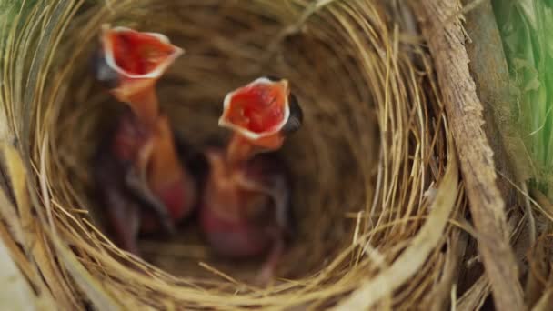 Zavřít Malý Ptáček Čeká Krmení Potravy Hnízdě Větvi Stromu — Stock video