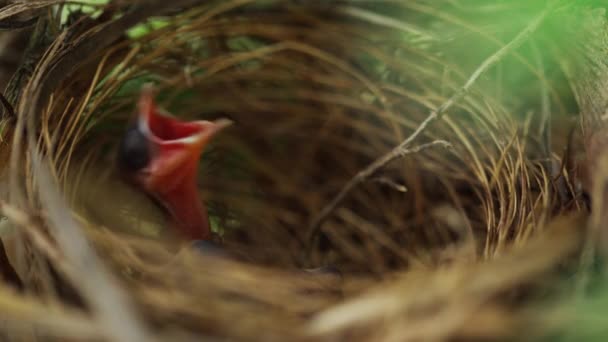 Cerca Pájaro Bebé Esperando Para Alimentar Alimento Nido Una Rama — Vídeos de Stock