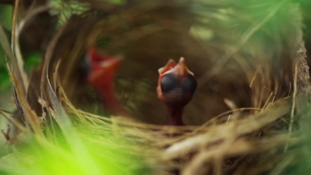Slow Motion Baby Bird Waiting Feeding Food Nest Tree Branch — Αρχείο Βίντεο