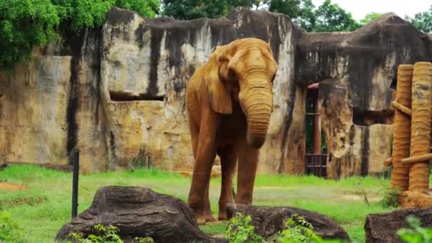 African Elephant Resting Zoo — Stok video