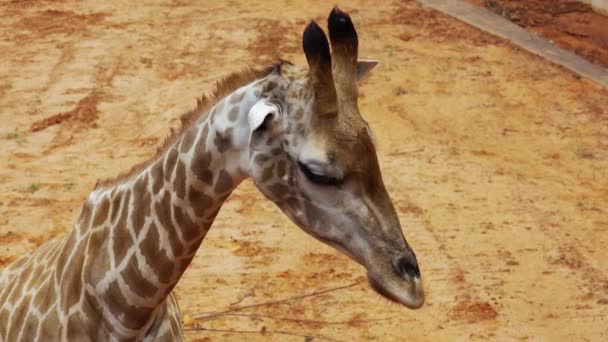 Primo Piano Della Testa Una Giraffa — Video Stock