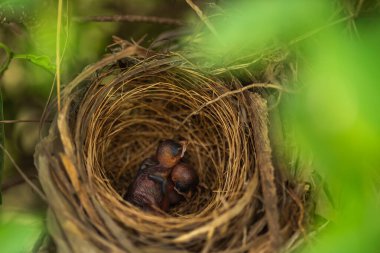 close up baby bird resting in a nest on a tree branch