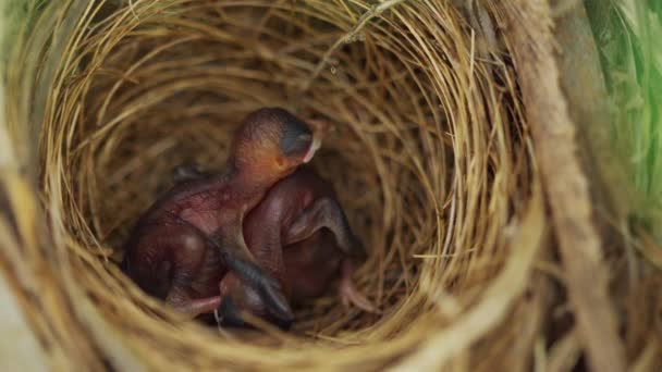 Close Baby Bird Resting Nest Tree Branch — Vídeo de Stock