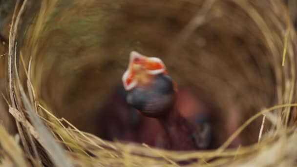 Zavřít Malý Ptáček Čeká Krmení Potravy Hnízdě Větvi Stromu — Stock video