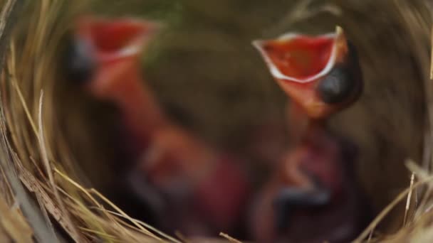 Κοντινό Πουλάκι Περιμένει Ταΐσει Μια Τροφή Στη Φωλιά Ένα Κλαδί — Αρχείο Βίντεο