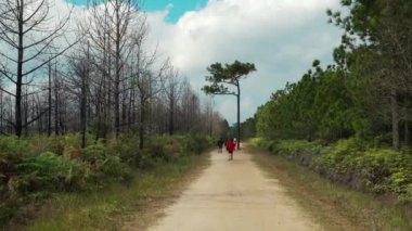 Tayland 'ın Loei bölgesindeki Phu Kradueng Ulusal Parkı' nda orta yolda çam ağacı.