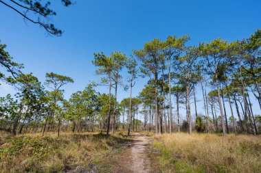 Doğa büyük çam ağacı Phu Kradueng Dağları Ulusal Parkı, Tayland