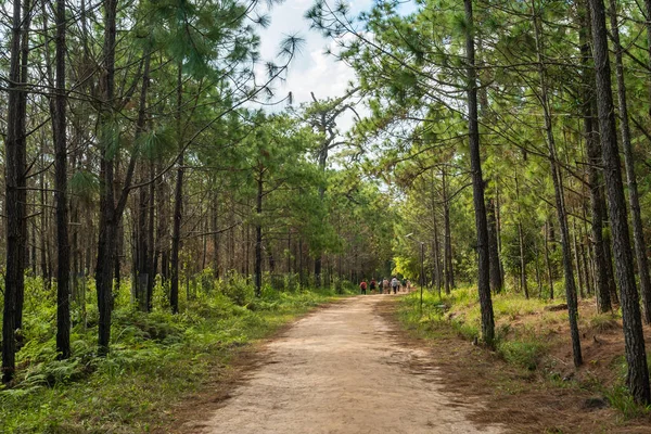 ローイ州のPhu Kradueng国立公園の松林を持つ経路 — ストック写真