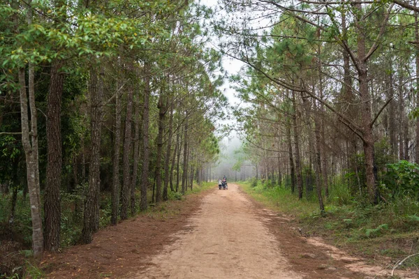 Sendero Con Bosque Pinos Parque Nacional Phu Kradueng Provincia Loei —  Fotos de Stock