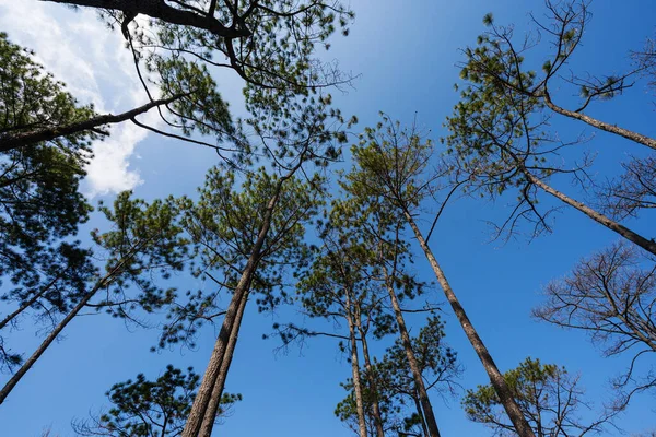 Hoge Dennenboom Tegen Blauwe Lucht Phu Kradueng Berg Nationaal Park — Stockfoto