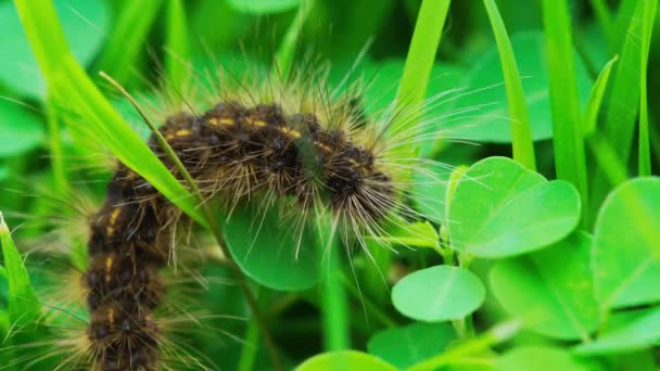 Close Black Hairy Caterpillar Eating Leaf — Stok Video